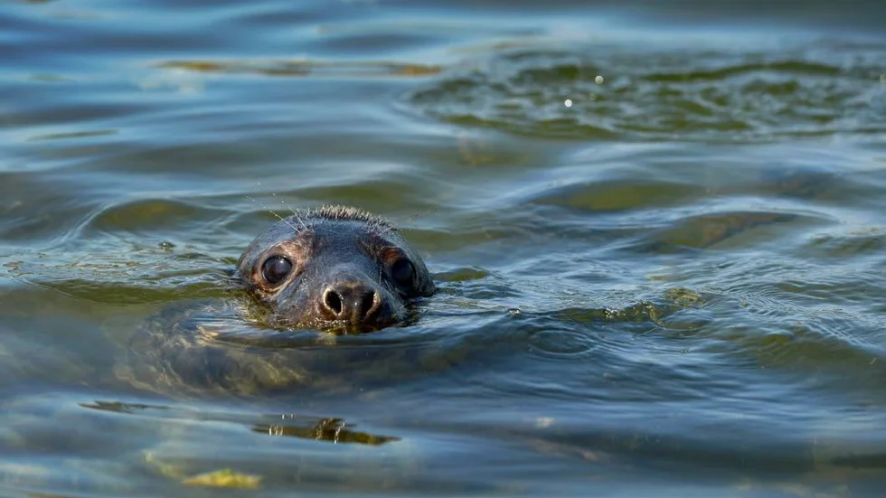 Fisken hotas av det ständigt ökande sälbeståndet, skriver ledarskribenten.