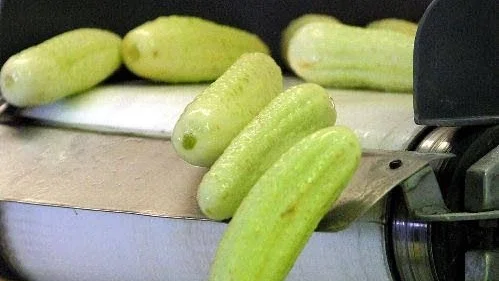 Munsbit.