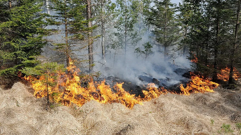 Symbolbild gräsbrand. Den aktuella branden i texten var inte alls i omfattning som den på bilden.