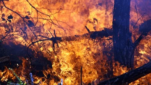 Det ser dramatiskt och förödande ut. Men naturvårdsbränningen görs för skogen och de utrotningshotade arterna. Foto: Olof Carlson