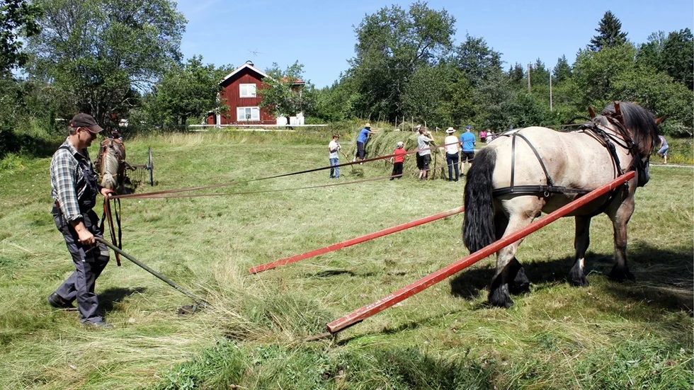 Pär-Anders Nilsson från Eriksgården utanför Vimmerby hjälpte till med slåttern i Hjorted tillsammans med ardennern Rasmus. Här kör de en släpräfsa för att samla in gräset till de som hässjar. Foto: Lena Dahlberg