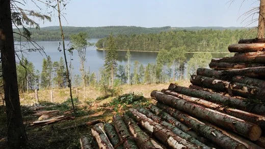 Vacker utsikt. Det kan den som har vägen förbi Gissemåla se fram emot sedan den nästa hundra år gamla skogen avverkats.