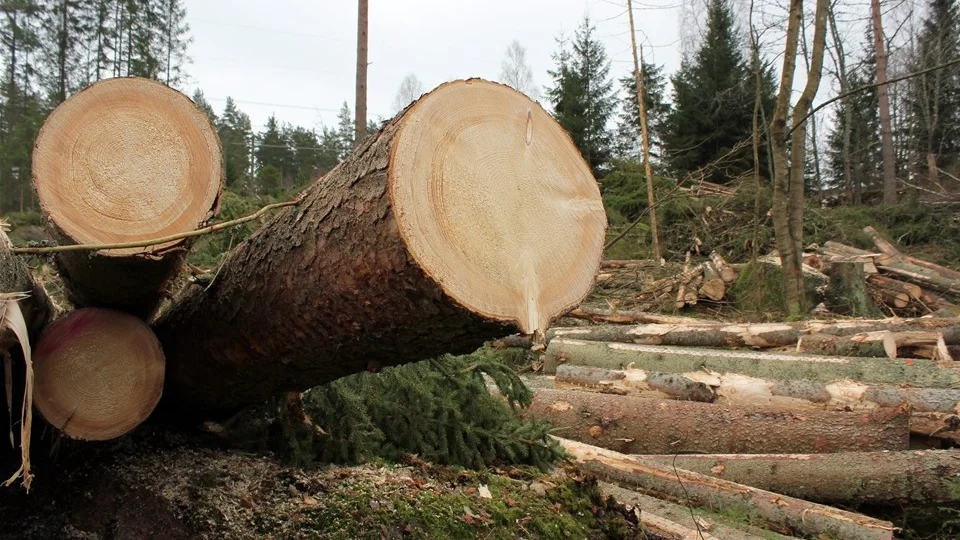 Kinda kommuns skogsinnehav är taxerat till drygt 50 miljoner, men det verkliga värdet vid en försäljning kan mycket väl bli 100 miljoner, eller till och med 150 miljoner.