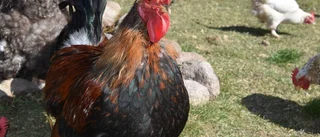 På Ekeberg är egna ägg guld värda