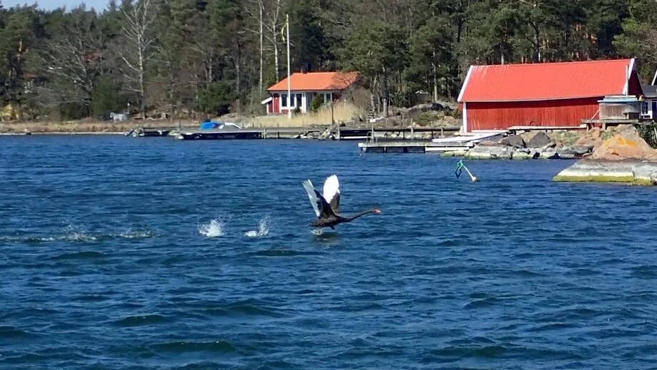 En ovanlig syn i skärgården. Familjen Johansson/Rindmyr kunde se den svarta svanen från köksfönstret.