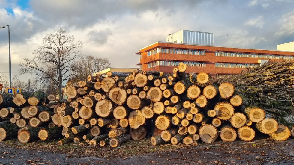 En föredetta park.