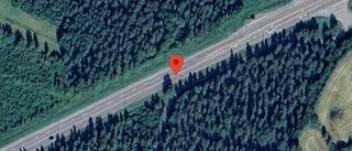 Älg innanför viltstängslet på E4