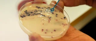 Snabb spridning av multiresistent bakterie