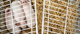 Grisar i omstritt konstprojekt stulna