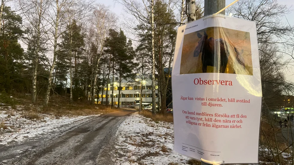 Bakom polishuset i Strängnäs (vid vattentornet) har lappar satts upp av kommunen för att informera om älgarna som rör sig i området.