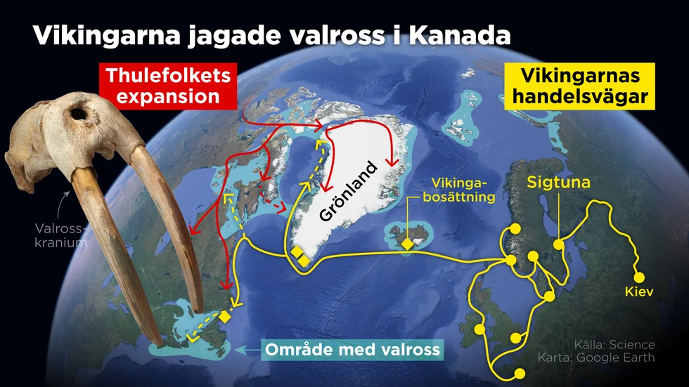 Nya fynd visar att vikingarna på Grönland jagade valross längre norrut i Arktis än man tidigare trott.