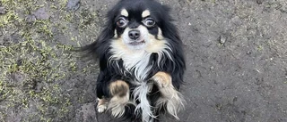 Chihuahuan Magnus hittad – här återförenas han med sin ägare
