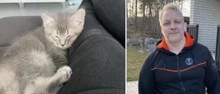 Skräcken: Kattungen Ash åt olagligt gift – låg helt livlös