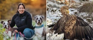 Oväntade upptäckten under hundpromenaden: Skadad havsörn