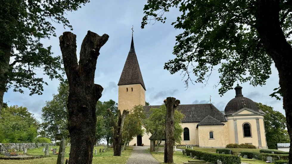 Träd på Ytterselö kyrkogård på Selaön har angripits av myror. 