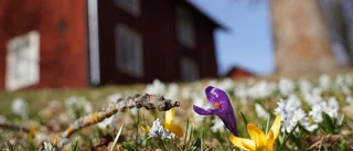 Upplev våren på Ulva Kvarn – evenemangen du inte vill missa