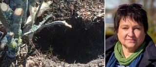 Larmet från kyrkogården – ställer till oreda: "Förtvivlat"