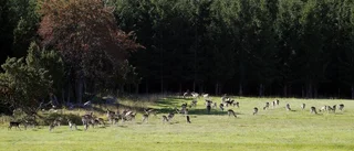 Smaka den vilda hösten