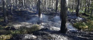 Norrbottens skogar behöver brinna i sommar