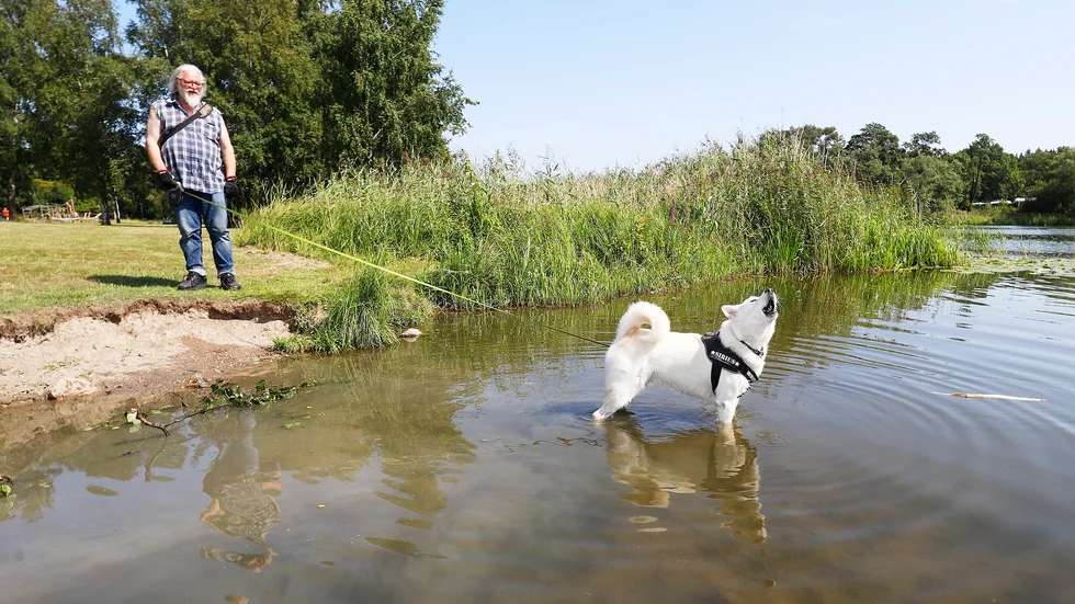Arne G Jonsson och Polarhunden Sirius går regelbundet till hundbadet i Vilsta. Så här års uppskattas ett dopp extra mycket.