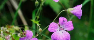 Sökes: Naturintresserade rapportörer för att hitta förändringar i klimatet