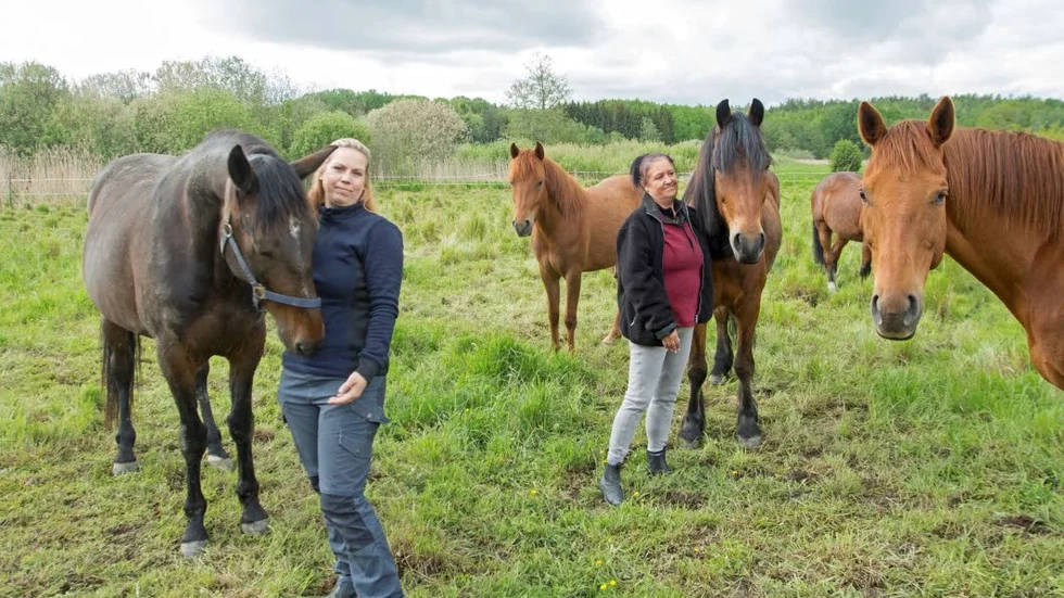 I hagen ett stenkast bort betar Lina Näslund och Melissa Veteläinens fem hästar.