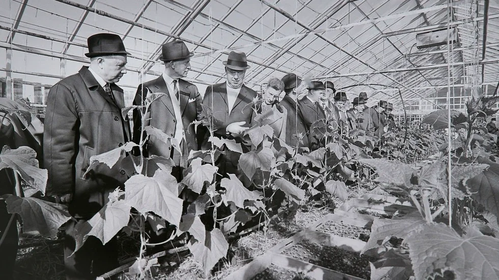 Odlare i hatt, våren 1968.