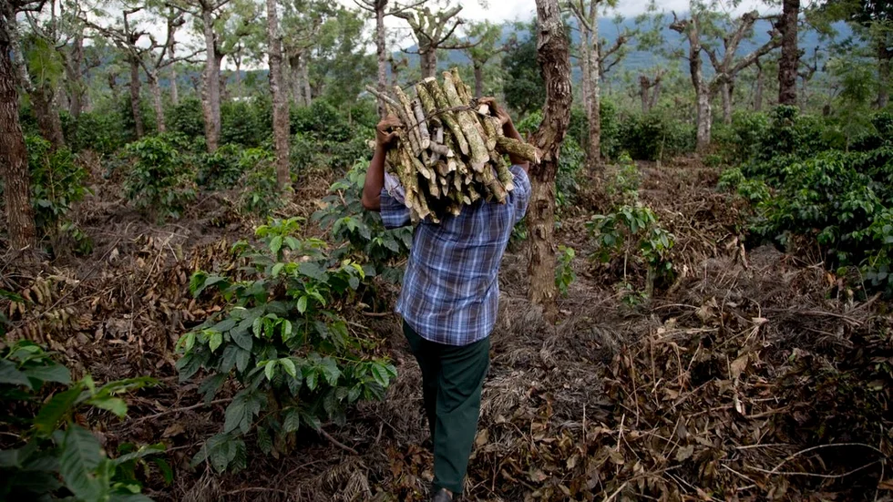 En bonde på en kaffeplantering i Guatemala. Det finns omkring 25 miljoner kaffebönder i världen. Mycket få av dem ingår i Fairtrade.