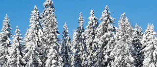 Behåll våra träd och skogar