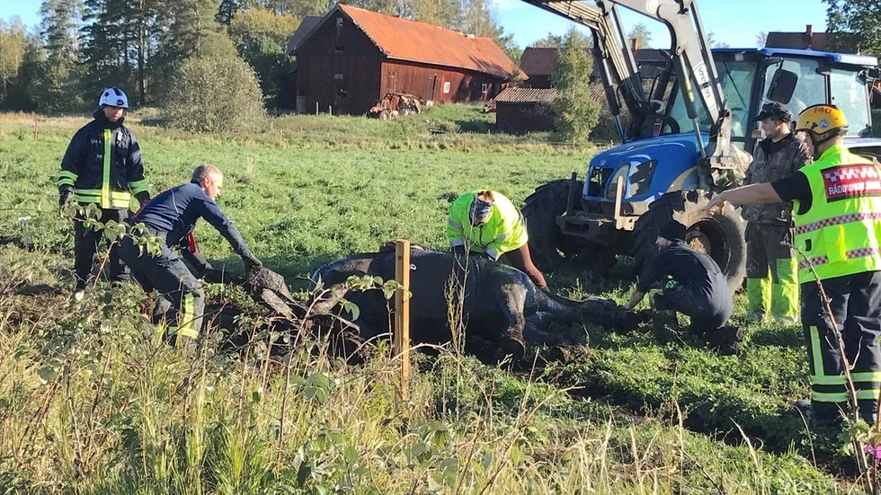 Det krävdes en traktor och fem personer för att rädda Corre från att drunkna i det gyttjiga diket.