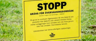 Avlivning eller inte? Det här händer med de 50 000 hönsen