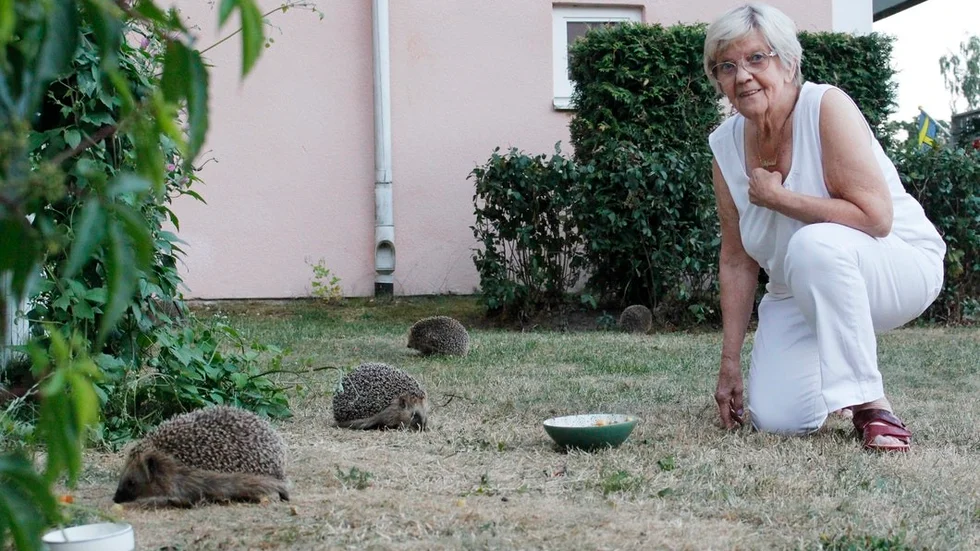 Paula Liukkonen med några av igelkottarna som brukar samlas vid hennes uteplats.