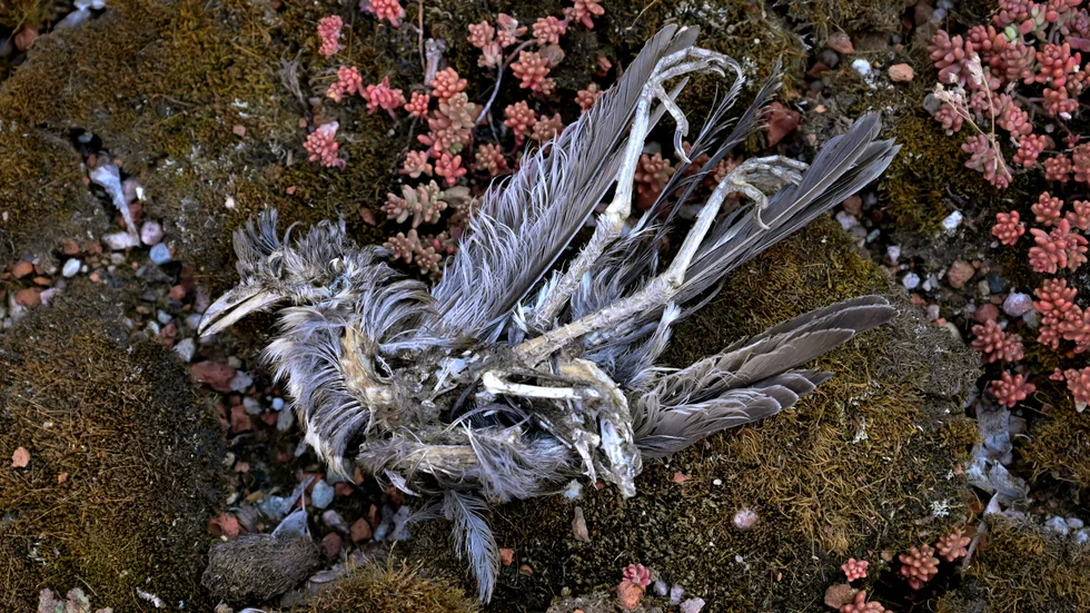 Memento mori, att minnas döden är något vi borde bli bättre på i dagens alltför livsbejakande samhälle, tycker UNT:s krönikör. 
