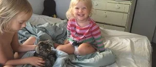 Katt hittade hem efter drygt två år