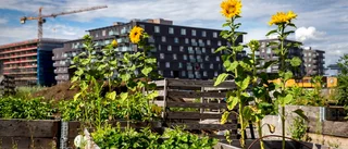 Frön för hållbar framtid ska sås på Ängeln