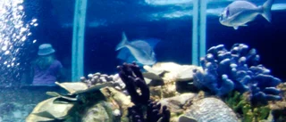 Drunkningstillbud på Tropicarium i Kolmården – aktivitet tillfälligt stängd