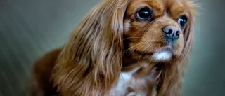Vanskött och överviktig hund omhändertas
