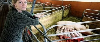 Kalmarslakteri tar gärna över Gotlandsgrisar