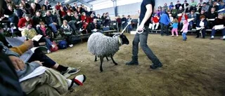 Hur mycket tror   du han kostade?