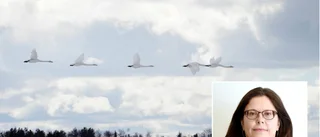 Kulturen kan hjälpa oss att hitta vägen hem