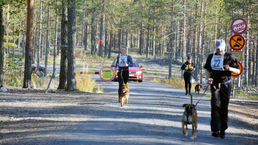 Avstånd. Martina Östlund och hennes hund Leia (chodsky-pes), Skellefteå, får se till att hålla avståndet när hon passerar Thomas Broström hunden Noah, som är en boxer.
