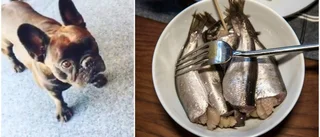 Succé på internet: Här testar hunden Ella surströmming