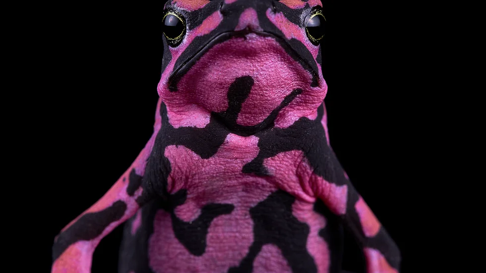 Klimathotet är ett mörkt moln för groddjur. Men harlekingrodan på bilden, atelopus hoogmoed, är än så länge klassad som livskraftig av IUCN.