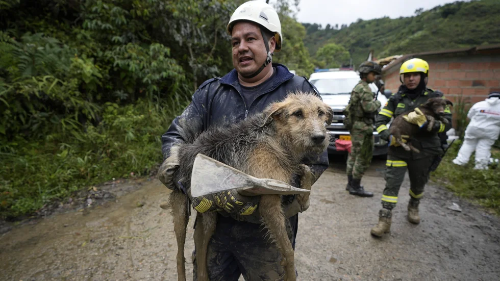 En hund räddad ur leran efter jordskredet i centrala Colombia.