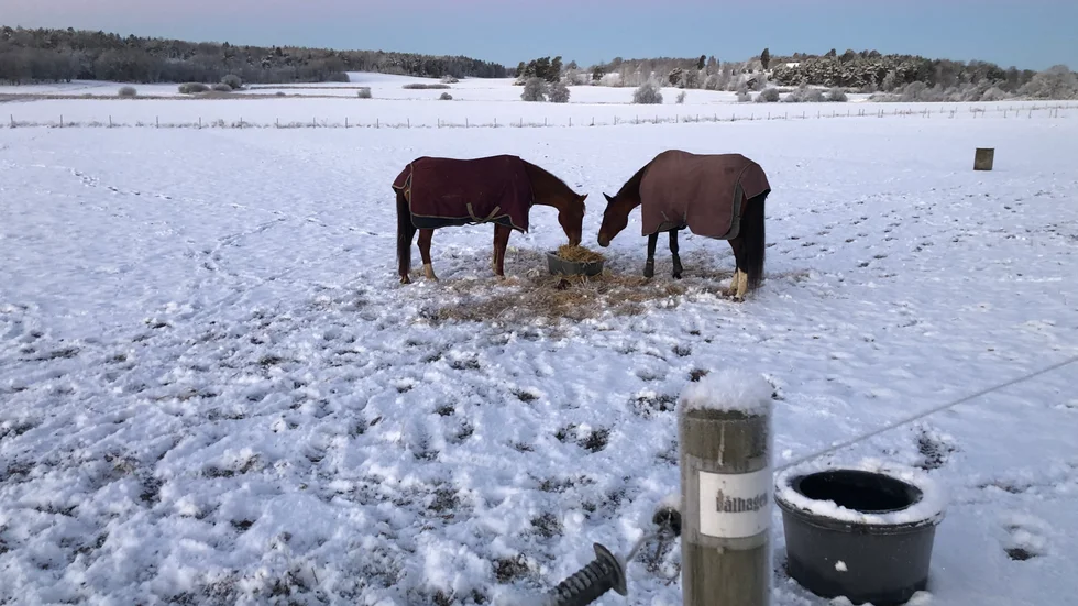 Hästarna på stallet Surmulen som ligger i Hågadalen i Norby kommer få vara inomhus på nyårskvällen för att skyddas från nyårsfyrverkeriernas smällar.