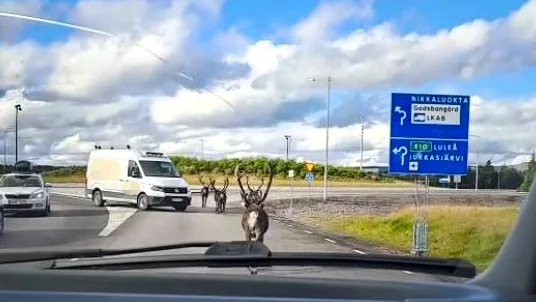 Föraren av firmabilen styrde mot renarna