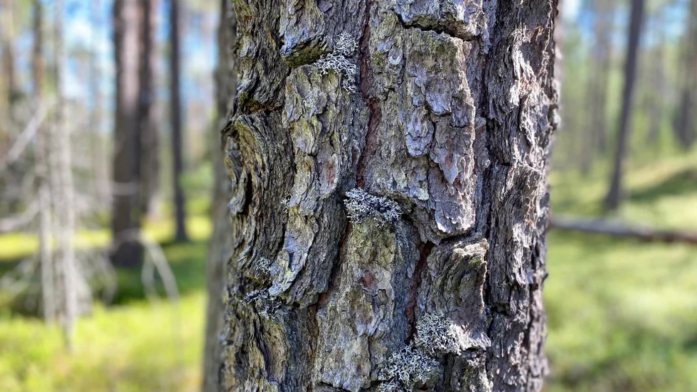 Gotlands 3 900 skogsägare ska ha en stor eloge för den tid och den omsorg de lägger på sin skog.