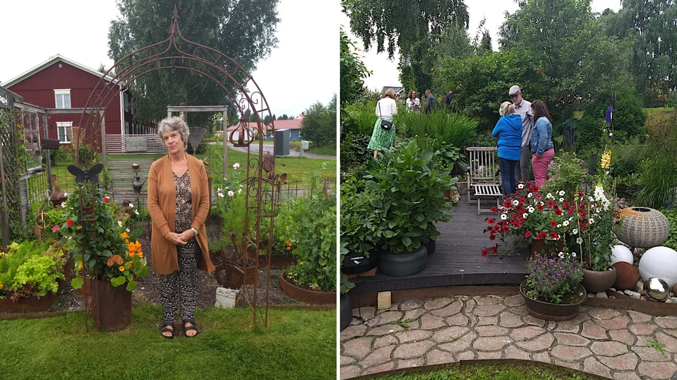 Bodens trädgårdssällskap arrangerade "Öppen trädgård" där var och en som ville kunde göra som Ingrid Harnesk Juntti, till vänster, och visa upp sin trädgård.