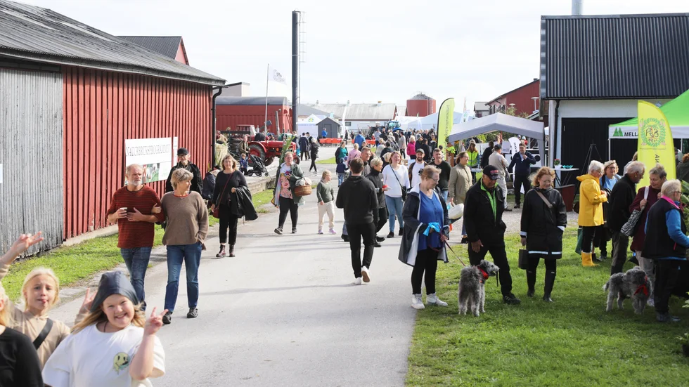 Gotlands skördefestival har blivit ett givet inslag i höstkalendern för många.