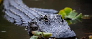 Alligator hade död kvinna i gapet